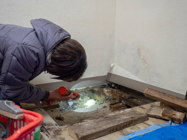 Best Mold Odor Removal Services  in Ilion, NY