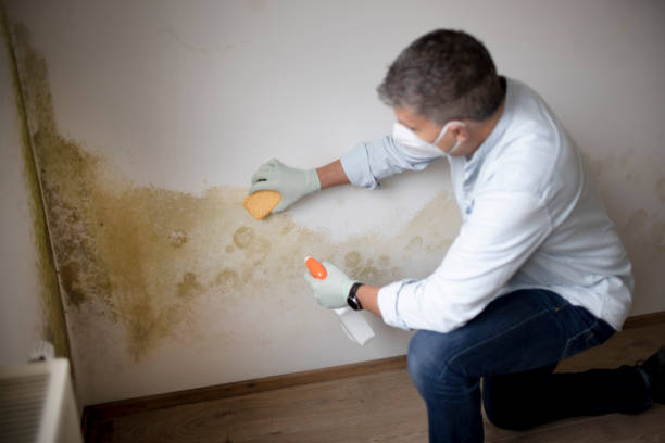 Best Environmental Consulting for Mold Prevention  in Ilion, NY
